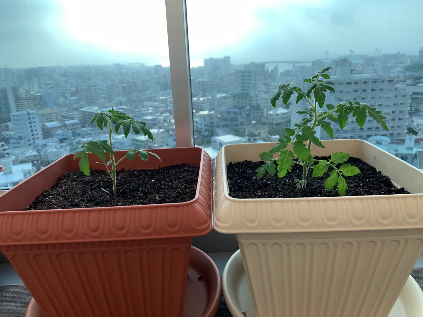 プランターで無農薬栽培したトマトの生育比較