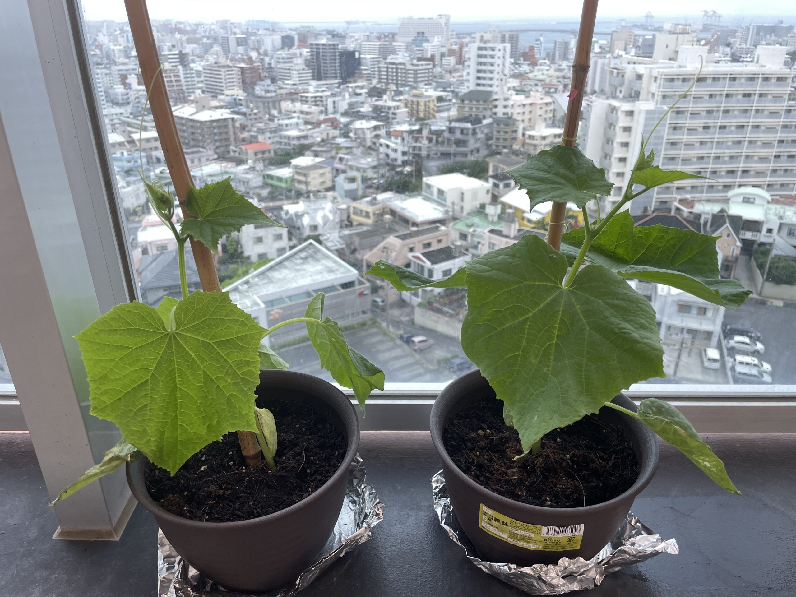 プランターで無農薬栽培したキュウリの生育比較