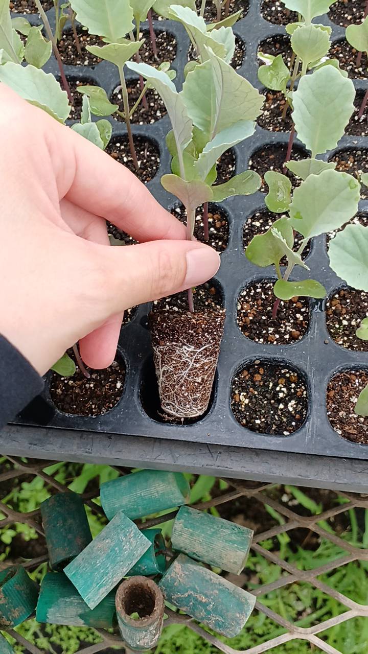 対照区の根鉢